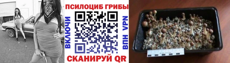 Купить где  Тейково  Псилоцибиновые грибы Cubensis 